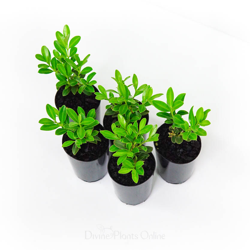 Buxus sempervirens Divine Plants Online Shop