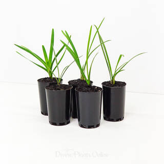 Agapanthus orientalis Blue Australian