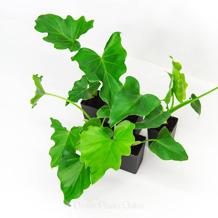 Philodendron selloum