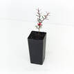 Leptospermum scoparium Nanum Rubrum