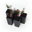 Leptospermum scoparium Nanum Rubrum