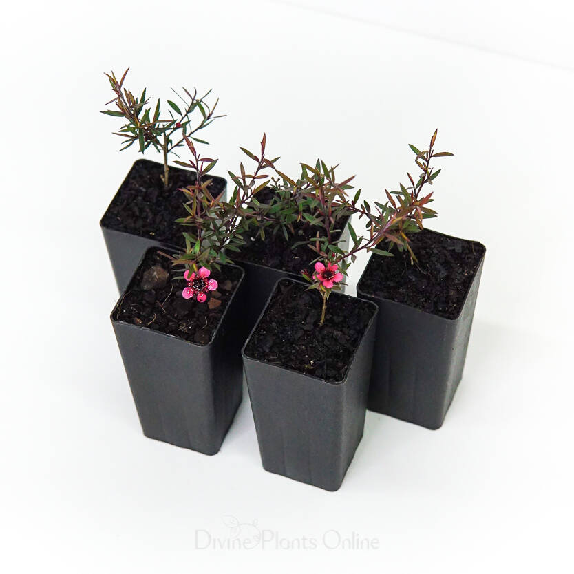 Leptospermum scoparium Nanum Rubrum