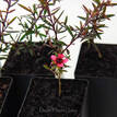 Leptospermum scoparium Nanum Rubrum