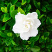 Gardenia augusta Aimee Yoshiba