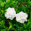 Gardenia augusta Aimee Yoshiba