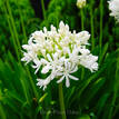 Agapanthus orientalis White