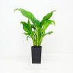 Spathiphyllum Maracay