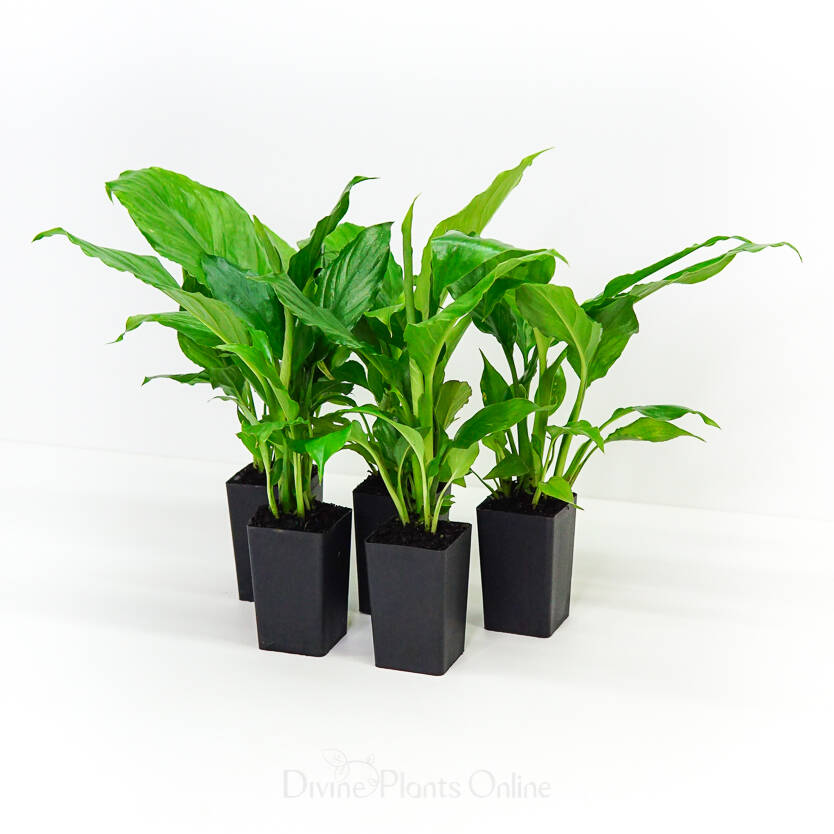 Spathiphyllum Maracay