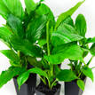 Spathiphyllum Maracay