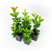 Syzygium australe Select