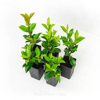 Syzygium australe Select