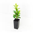 Syzygium australe Select