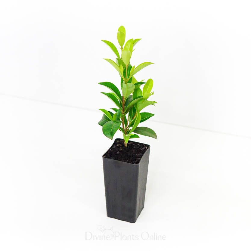 Syzygium australe Select Divine Plants Online Shop