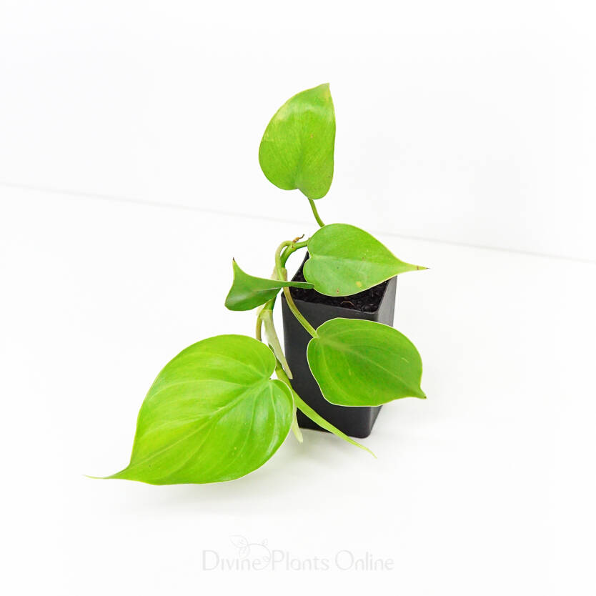 Philodendron Cordatum Divine Plants Online Shop