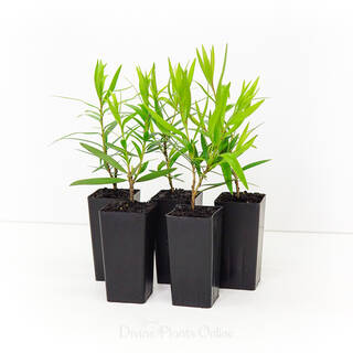 Callistemon viminalis Rose Opal