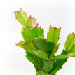 Schlumbergera truncata Zygocactus Samba