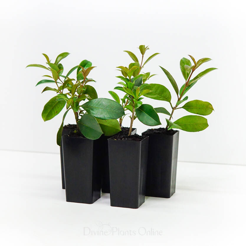 Syzygium australe Aussie Compact