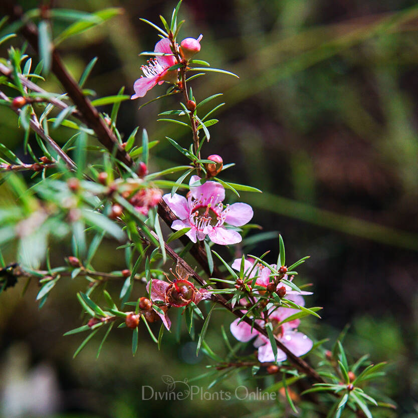 Leptospermum Pink Cascade