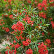 Ceratopetalum gummiferum Alberys Red