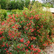 Ceratopetalum gummiferum Alberys Red