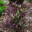 Barleria Purple Gem