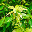 Acalypha wilkesiana Green & Gold