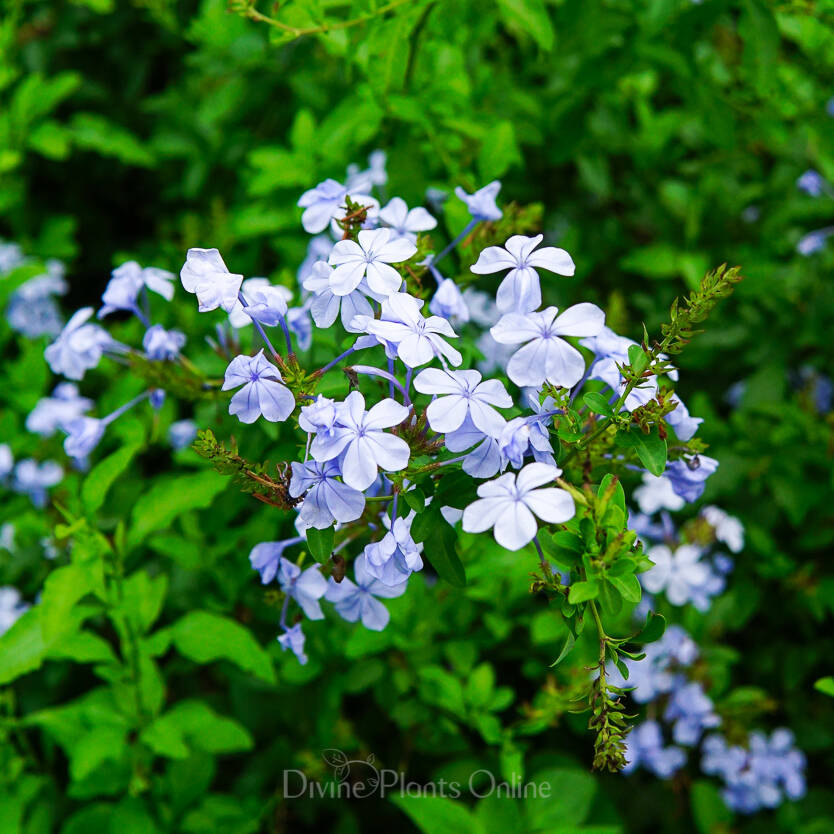 Plumbago auriculata Blue (syn. capensis)