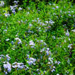 Plumbago auriculata Blue (syn. capensis)