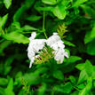 Plumbago auriculata Alba (syn. capensis)