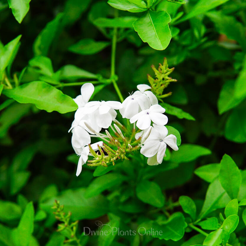 Plumbago auriculata Alba (syn. capensis)