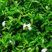 Plumbago auriculata Alba (syn. capensis)