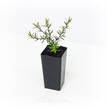 Leptospermum scoparium Burgundy Queen