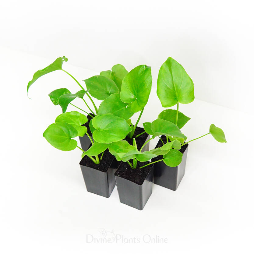 Philodendron bipinnatifidum Divine Plants Online Shop