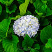 Hydrangea Alpen Gluth