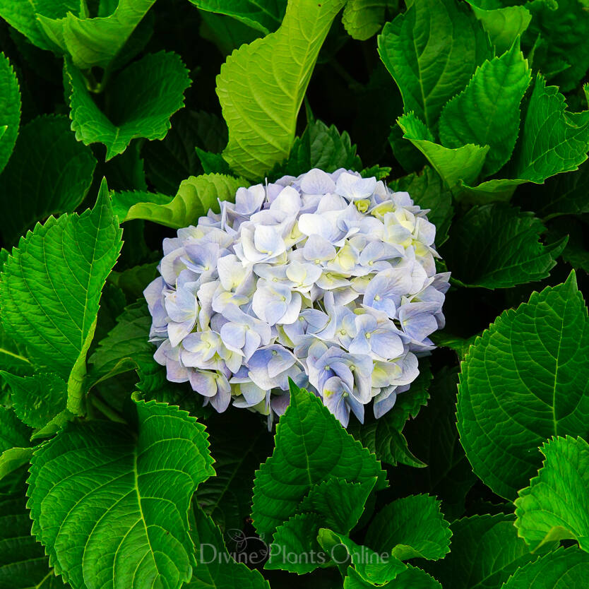 Hydrangea Alpen Gluth