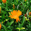 Gazania rigens New Day Clear Orange