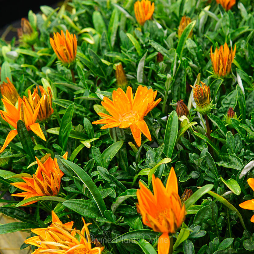 Gazania rigens New Day Clear Orange