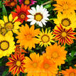 Gazania rigens New Day Mix