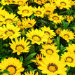 Gazania rigens New Day Yellow