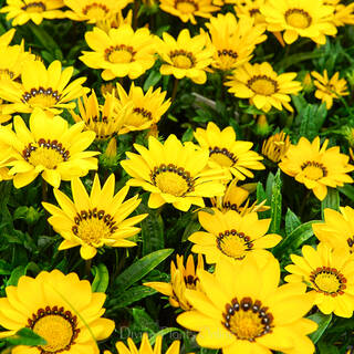 Gazania rigens New Day Yellow