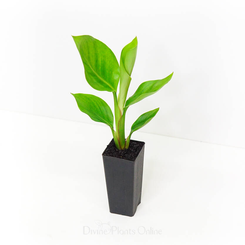 Strelitzia nicolai Divine Plants Online Shop