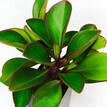 Peperomia Red Edge