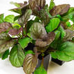 Ajuga reptans Catlins Giant