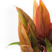 Cordyline terminalis Tricolour