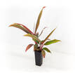Cordyline terminalis Tricolour