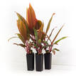 Cordyline terminalis Tricolour