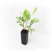 Grevillea Strawberry Sundae