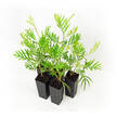 Grevillea Strawberry Sundae