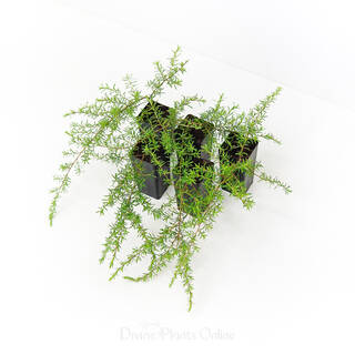 Kunzea Ambigua Prostrate