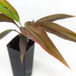 Cordyline fruticosa Negra